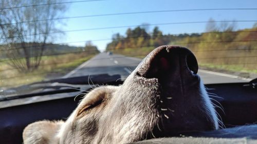 Close-up of a dog
