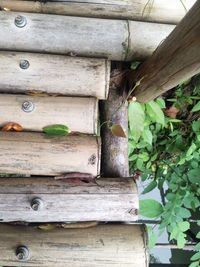 Close-up of lizard on wooden fence