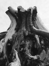 Low angle view of driftwood on tree trunk