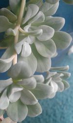 Close-up of flowers