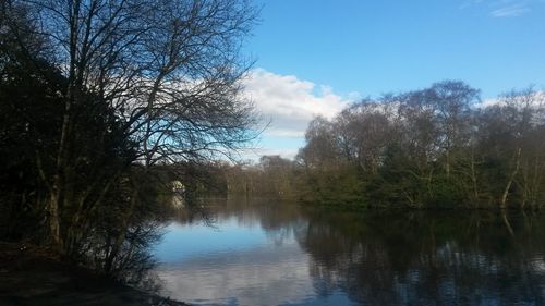 Reflection of trees in water