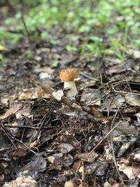 Close-up of mushroom growing on field