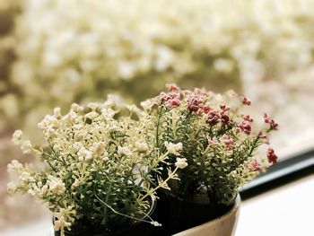 Close-up of flowers