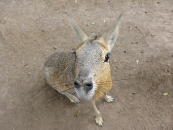 High angle view of patagonian mara at zoo