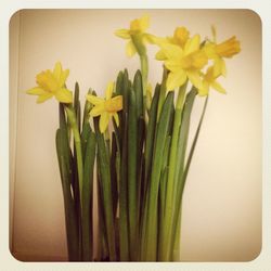 Close-up of flowers over white background