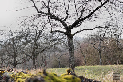 Bare tree on field against sky