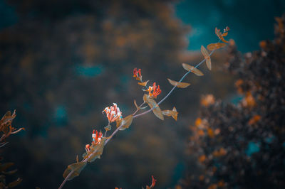 Close-up of flowering plants against blurred background