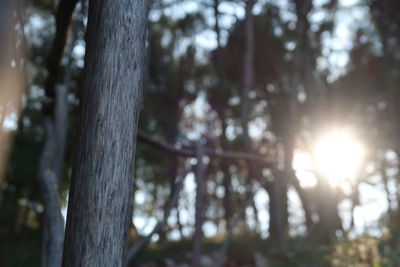 Low angle view of trees growing in forest against sky
