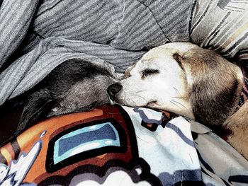 Close-up of dog sleeping on bed