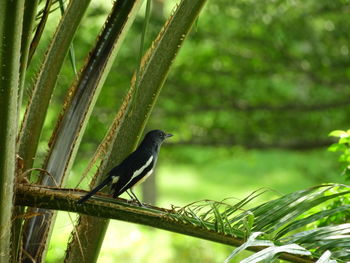 Bird perching on a branch