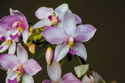 Close-up of water drops on pink flowering plant