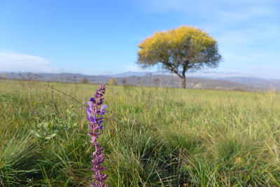 Scenic view of purple flower on field against sky