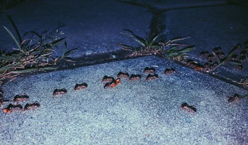 High angle view of ant on plant