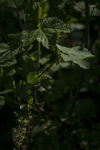 Close-up of fresh green plant