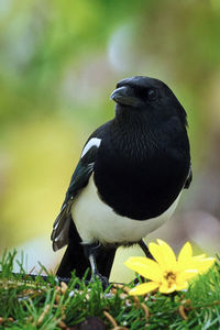 Close-up of bird perching on flower