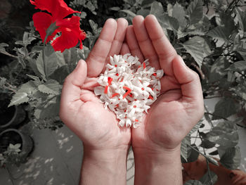 Close-up of hand holding rose flower