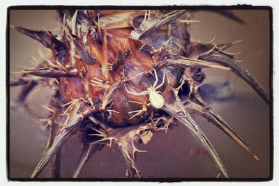 Close-up of dead plant