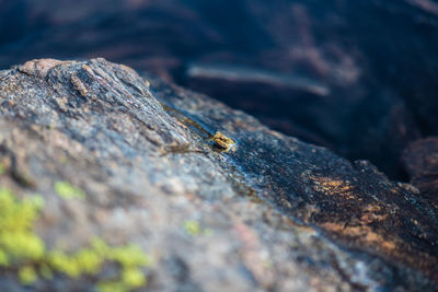 Close-up of insect on rock