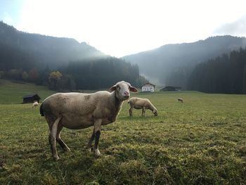 Sheep grazing on grassy field