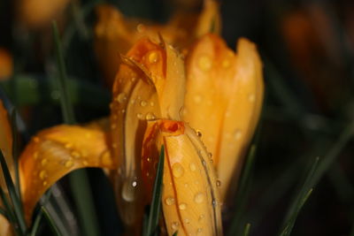 Close-up of wet flower