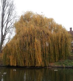 Reflection of trees in water