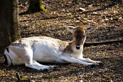 View of rabbit on land