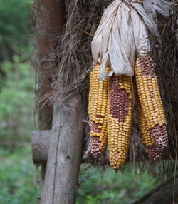 Close-up of dried hanging on tree