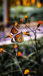 Close-up of butterfly pollinating on flower