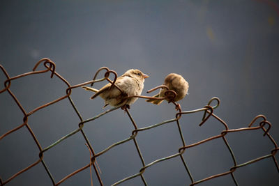 Low angle view of bird on fence against sky