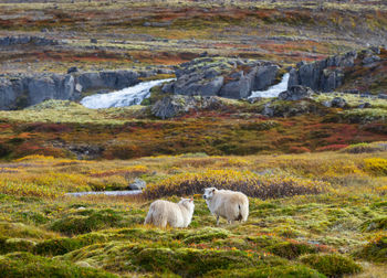 Sheep grazing on field