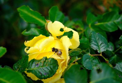 Close-up of honey bee on yellow flower