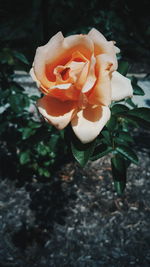 Close-up of rose