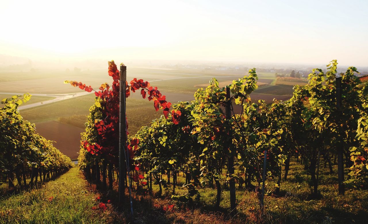 sunset, growth, agriculture, nature, sunlight, plant, flower, tree, sky, summer, red, outdoors, field, scenics, beauty in nature, no people, freshness, landscape, mountain, close-up, day