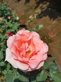 Close-up of pink rose
