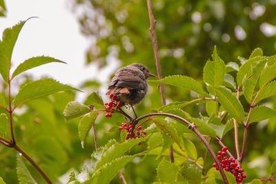 Close-up of bird perching on branch