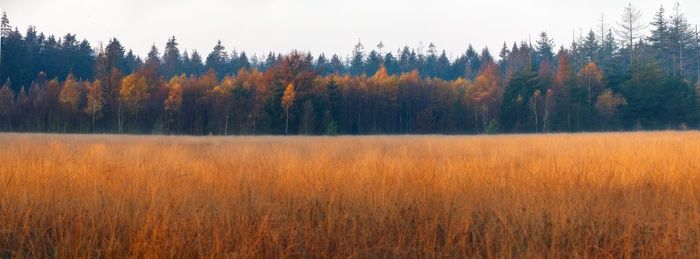 Scenic view of forest during autumn