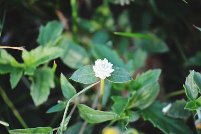 Close-up of flowering plant