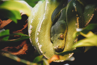 Close-up of snake