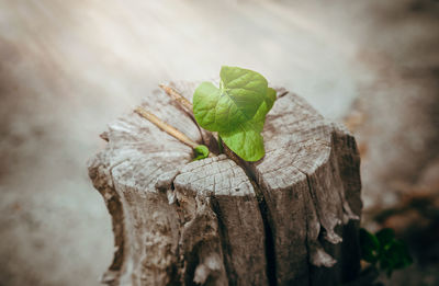 Close-up of tree stump outdoors