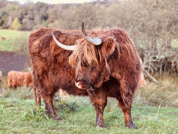 Highland cow