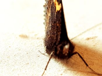 Close-up of insect on sand