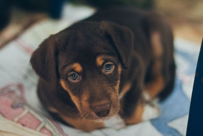 Close-up portrait of dog