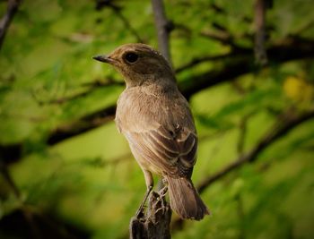 Siberian bushchat