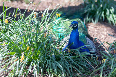 Close-up of peacock on grass