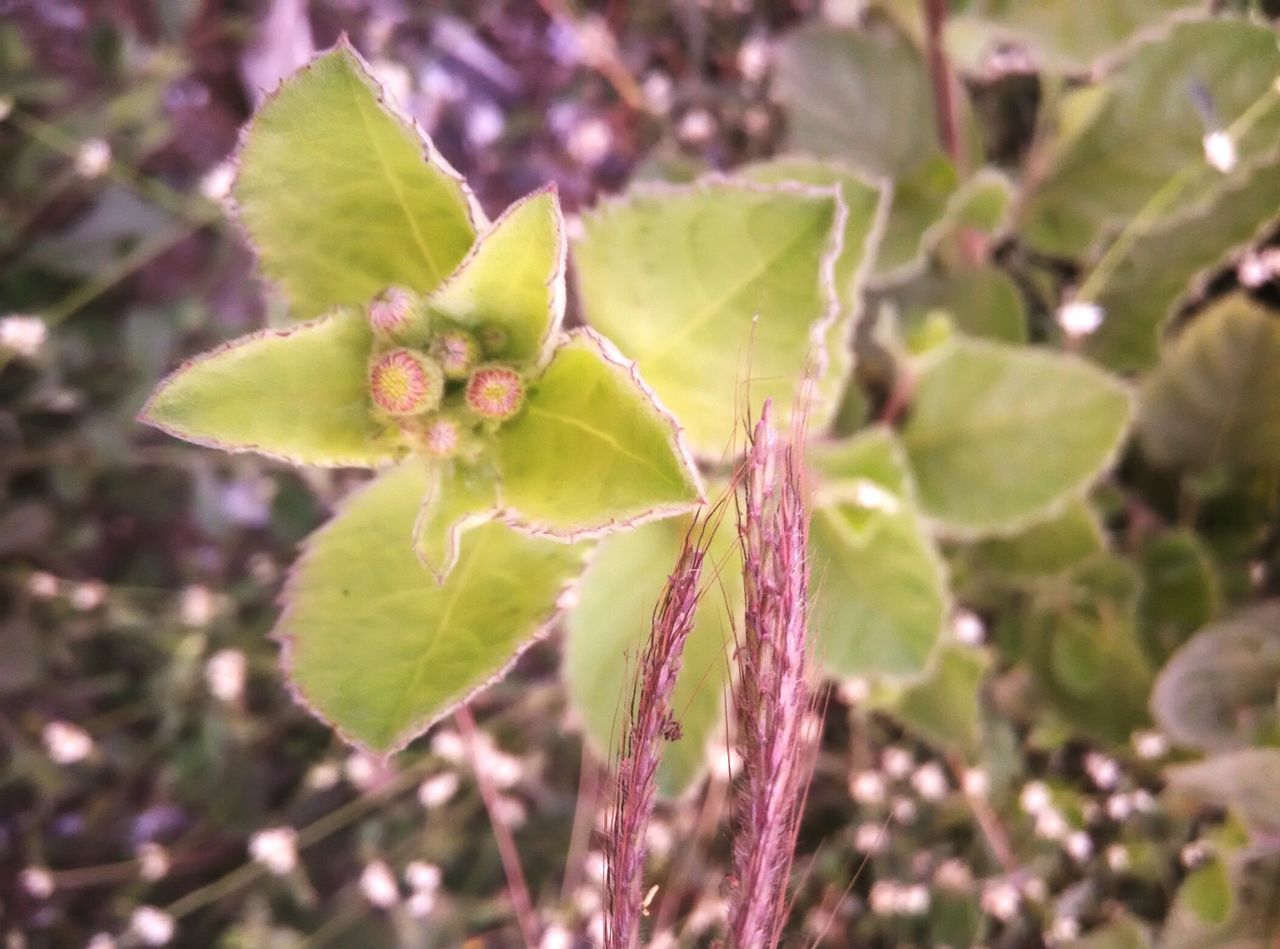 leaf, growth, green color, plant, close-up, focus on foreground, nature, freshness, beauty in nature, growing, selective focus, fragility, leaf vein, day, outdoors, leaves, botany, tranquility, no people, sunlight