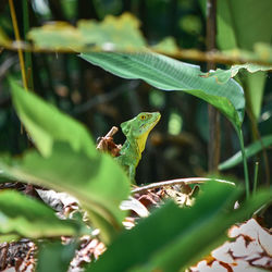 Close-up of grasshopper on leaf