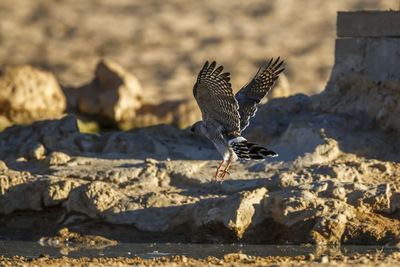 Close-up of bird perching on rock