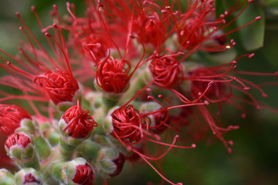 Close-up of red flowering plant