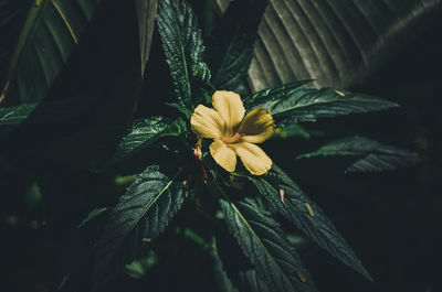 plant