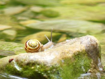 Close-up of snail